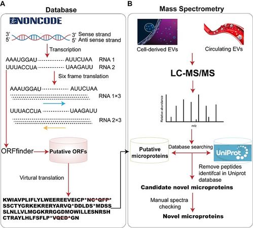 细胞外囊泡中的lncRNA编码多肽 小蛋白的疾病特异性潜力与技术应用前景